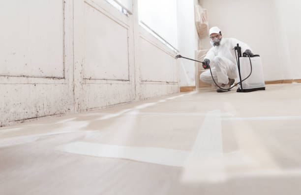 Black mold remediation team in Penfield